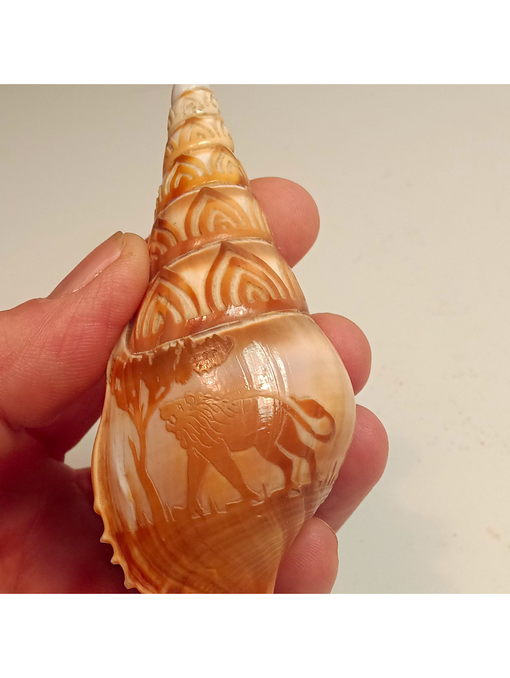 Carved Decorative Seashell with Lion & Geometric Design